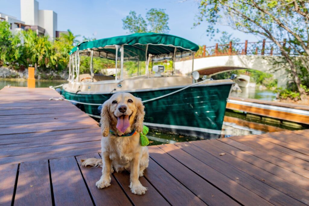 Foto de Cachorro en Fairmont Mayakoba