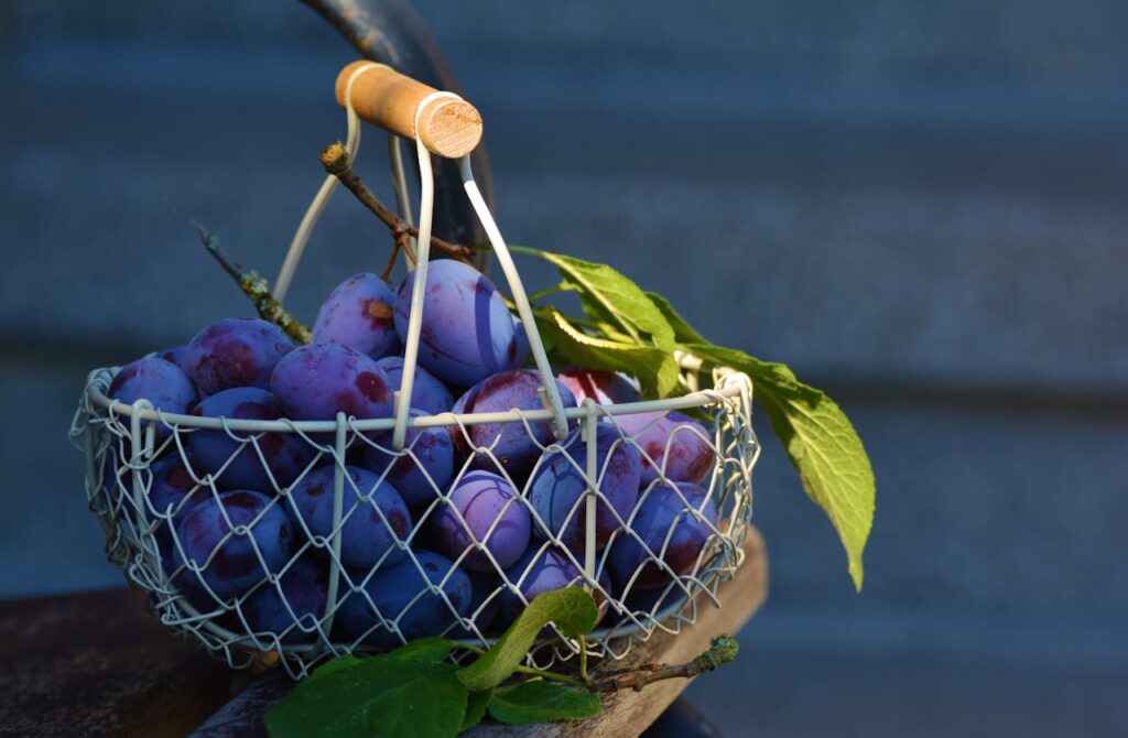 plums-fruit-fruit-basket-blue-169579-169579.jpg