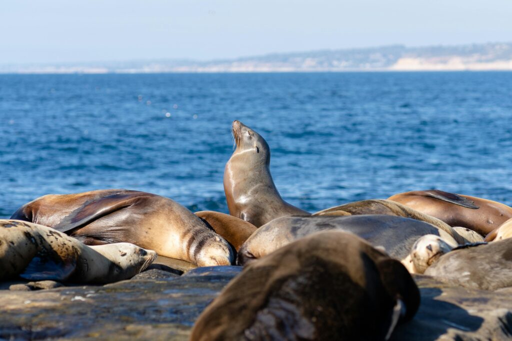 a seal sits up to soak in some extra sun while other seals sleep