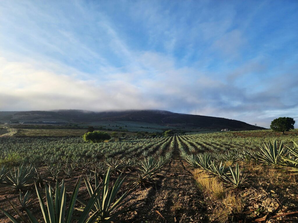 El Campo de Magueyes