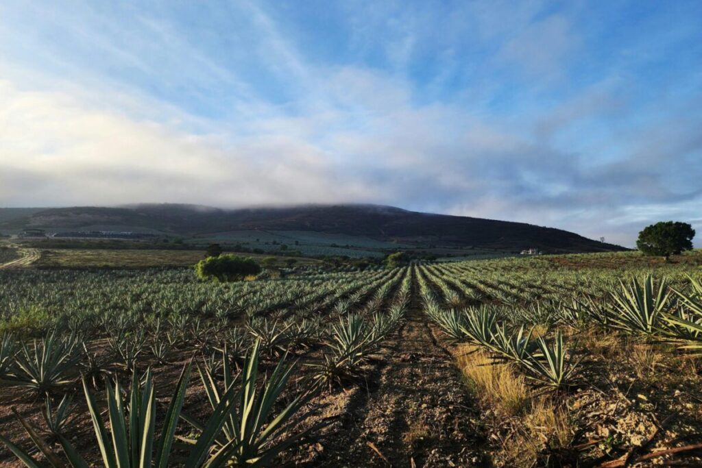 El Campo de Magueyes