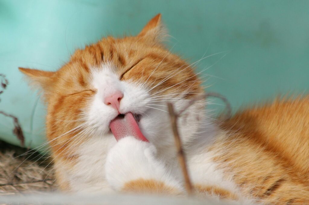 Close-up of a ginger tabby cat grooming itself outdoors in soft sunlight.