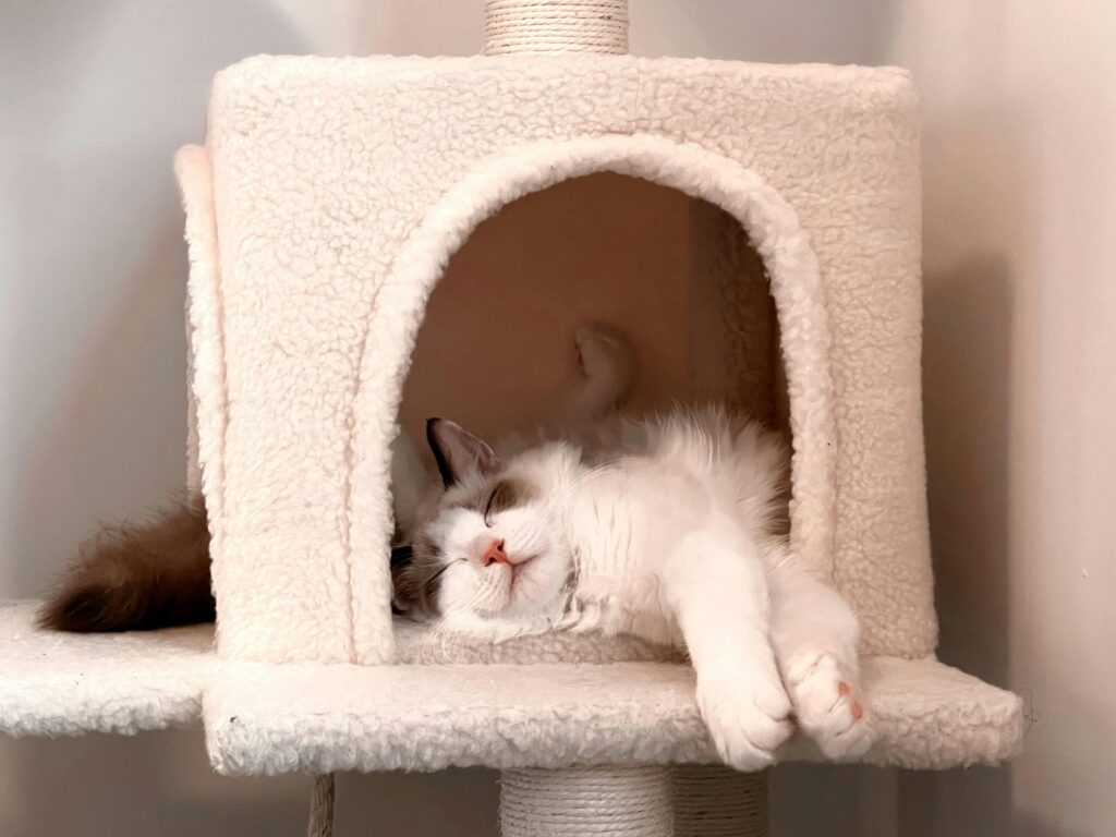 Adorable fluffy cat sleeping peacefully in a cozy indoor cat house.