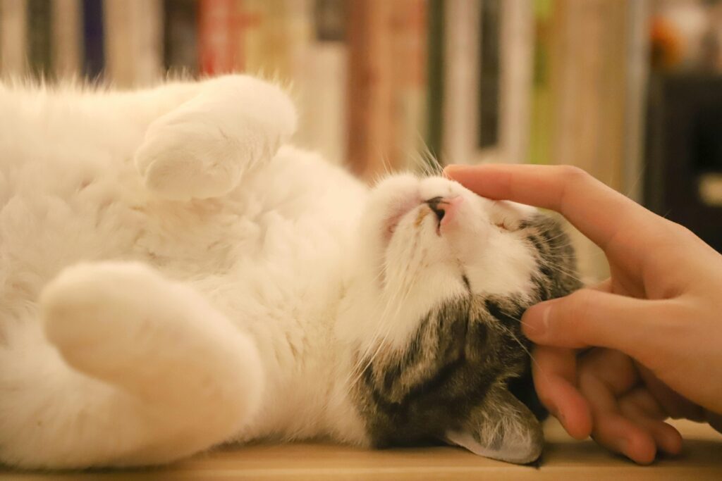 A grey and white cat enjoying a gentle head scratch indoors, showcasing its affectionate nature.