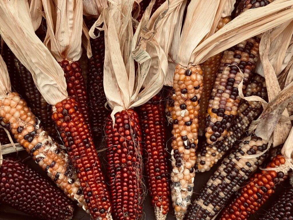 corn, harvest, fall, thanksgiving, colorful, vegetable