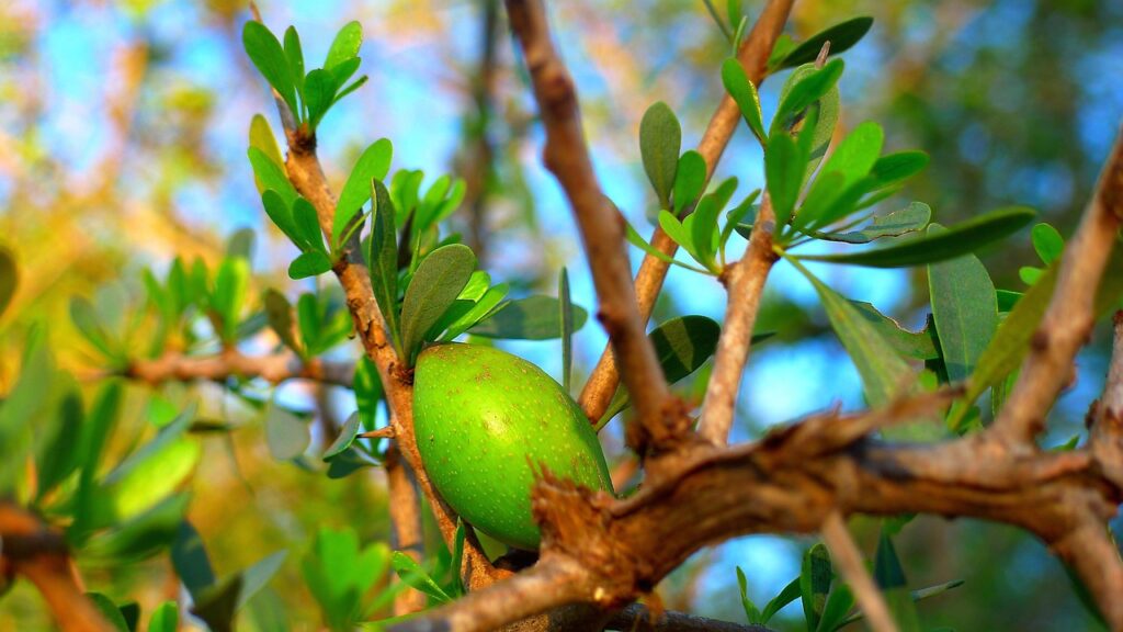 argan tree, argan, fruit, oil, cosmetic, nature, morocco, tree