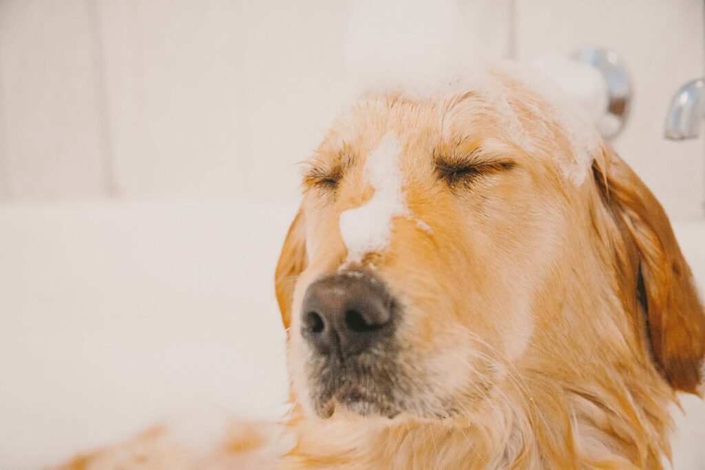 puppy, bath, pet, nature, animal, water, bathing, golden retriever, pup, dog