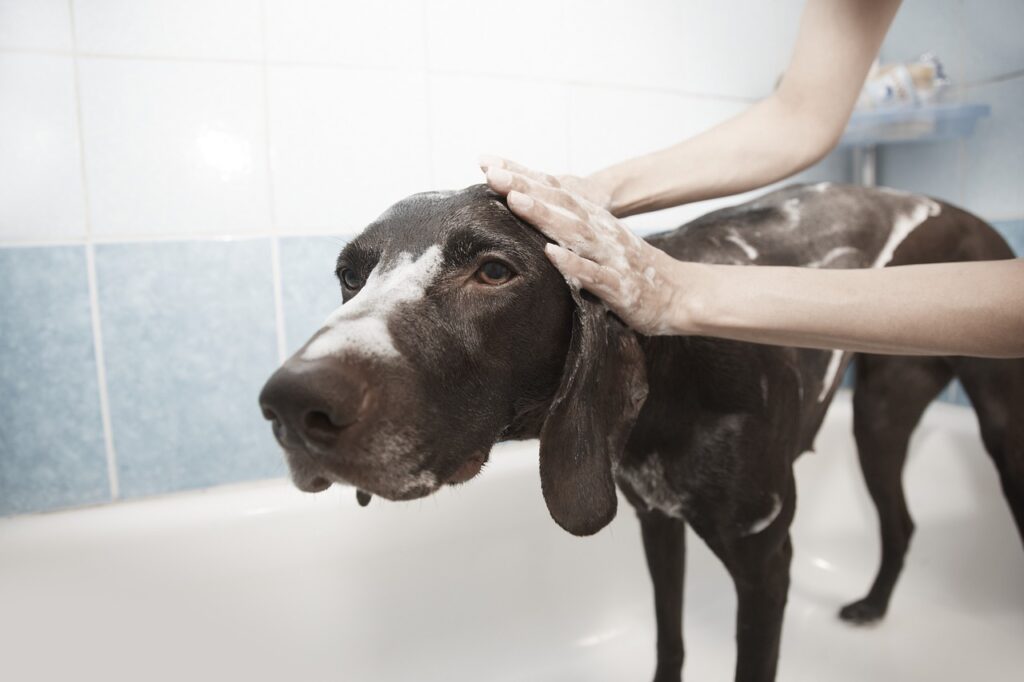 dog, pet, shower, grooming, clean, bath, animal, dog bath
