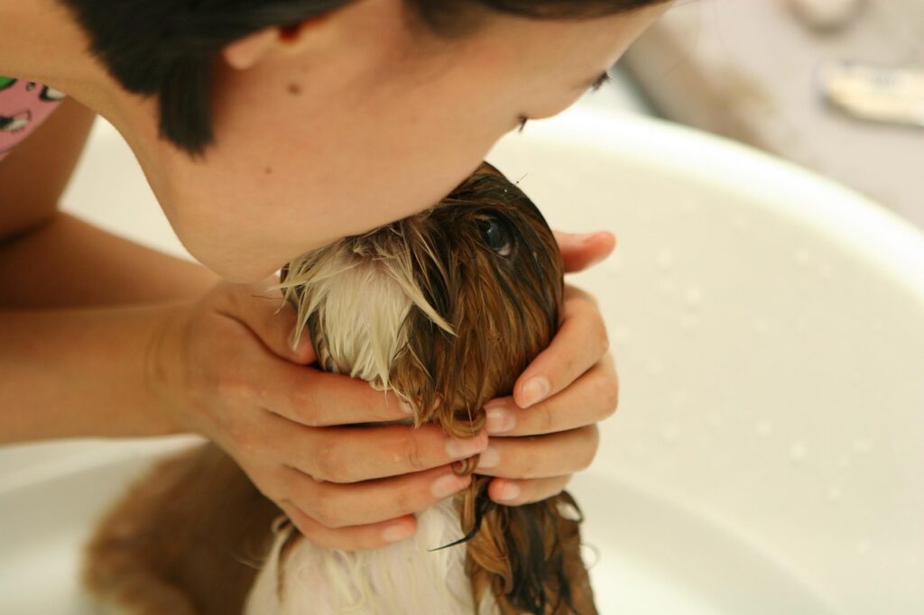 dog, puppy, nature, bath, water, animal, person, girl, friendship, kiss, pet