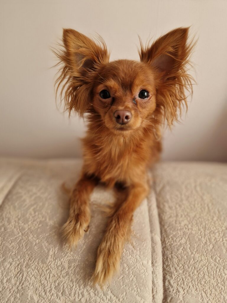A cute Russian Toy Terrier dog with fluffy ears sitting indoors on a soft surface.