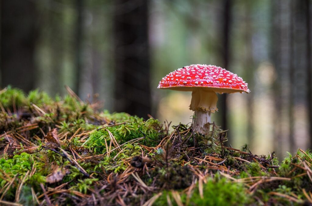 mushroom, amanita, moss, autumn, fungus, mushroom, mushroom, mushroom, mushroom, mushroom, autumn