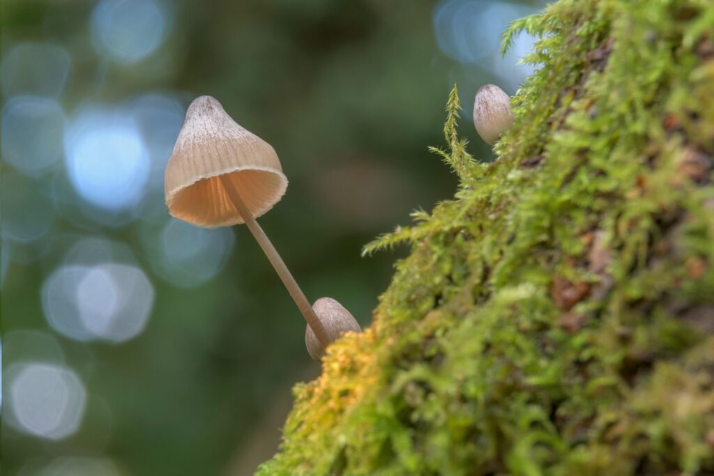 mushroom, fungi, forest, moss, nature, rain