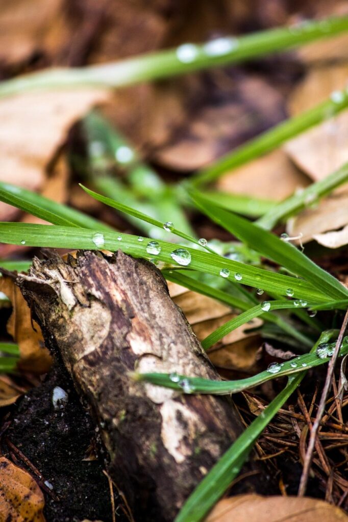 grass, wood, raindrop, leaf, forest, water, green, clear, brown, nature, rain