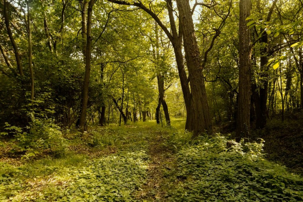 Sunlit path through a vibrant lush green forest during daytime, surrounded by tall trees and dense greenery.