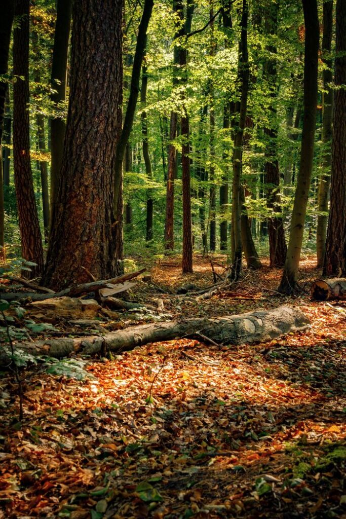 Peaceful forest scene with sunlight filtering through tall trees and fallen leaves on the ground.